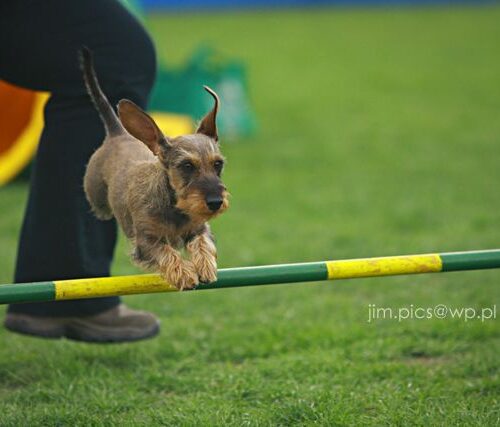 Wszędobylska Panienka Brzdąc - agility dog - jamnik króliczy